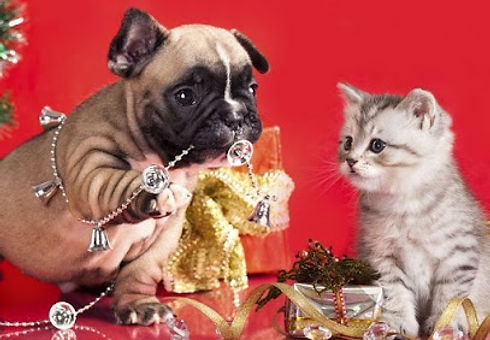 chiens & chats