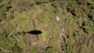 World Elephant Day: Protecting Elephants, Protecting the Landscape We Share