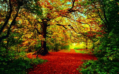 earth-seasons-fall-81445.jpg