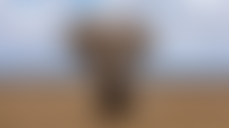 Tarangire Safari for 2 - $500