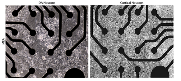 Microelectrode arrays with iPSC-derived neurons plated above.