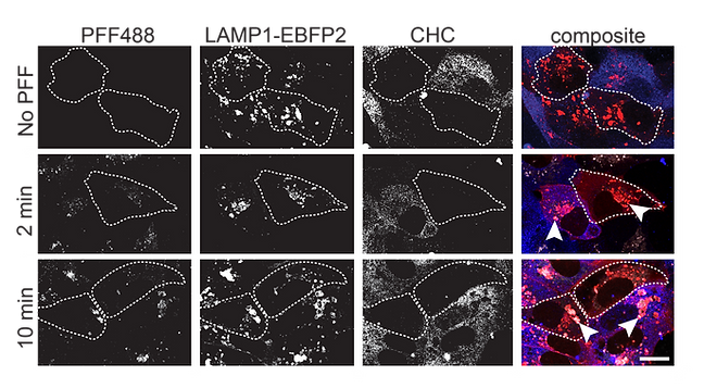 Confocal imaging of fibril-treated mosaic cultures showed that cells lacking CHC internalized α-synuclein fibrils just as efficiently as neighboring control cells.