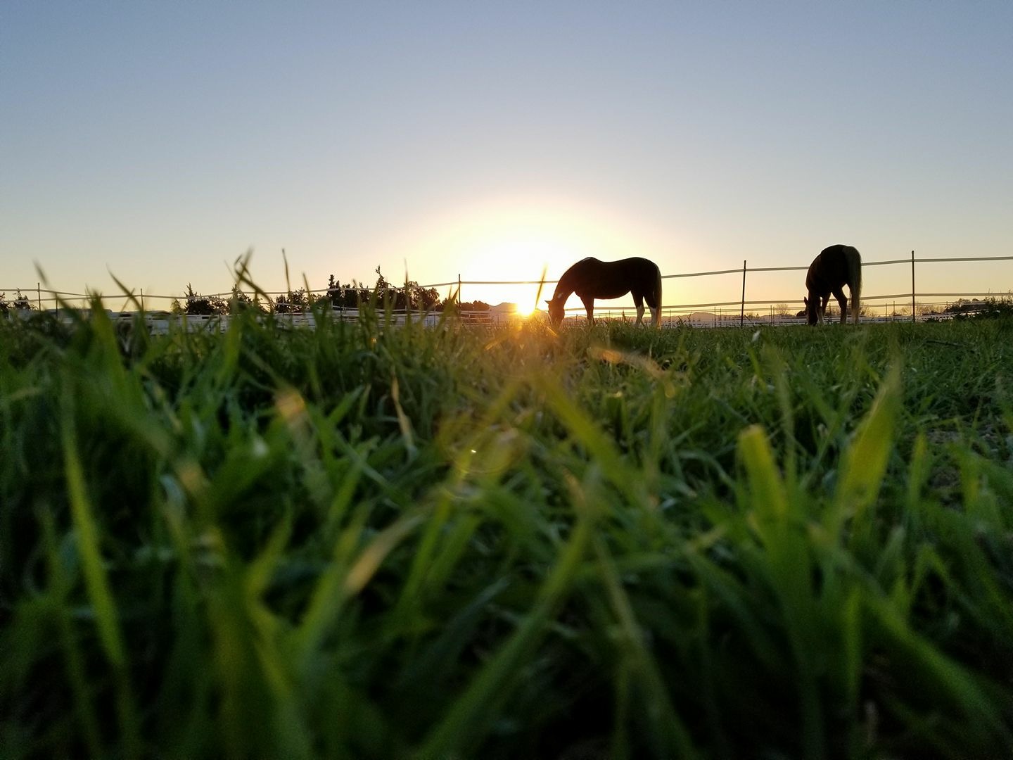 Downloadsamerican meadows equestrian center