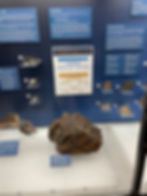 There are such beautiful meteorites on display for all to enjoy and learn from
