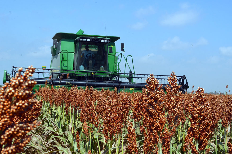Sorgo site II