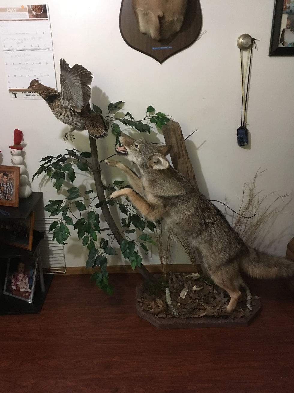 coyote mount
