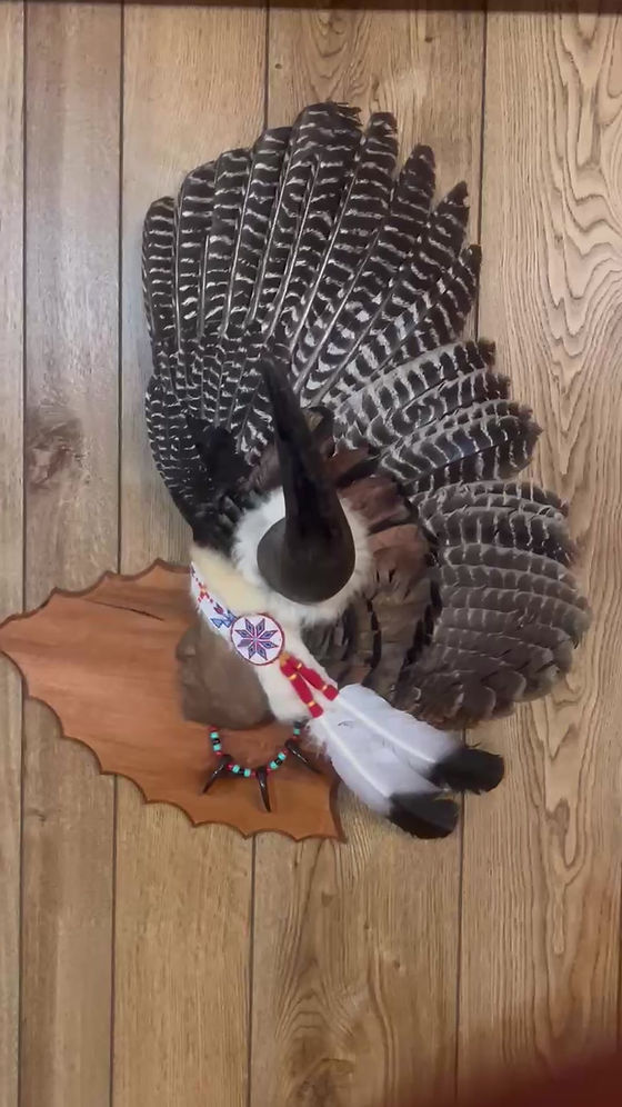 Indian Face Turkey Wing | Daka Taidermy Novelt
