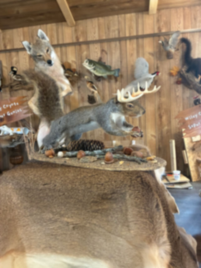 10 Point Squirrel Running