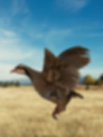chukar partridge mount