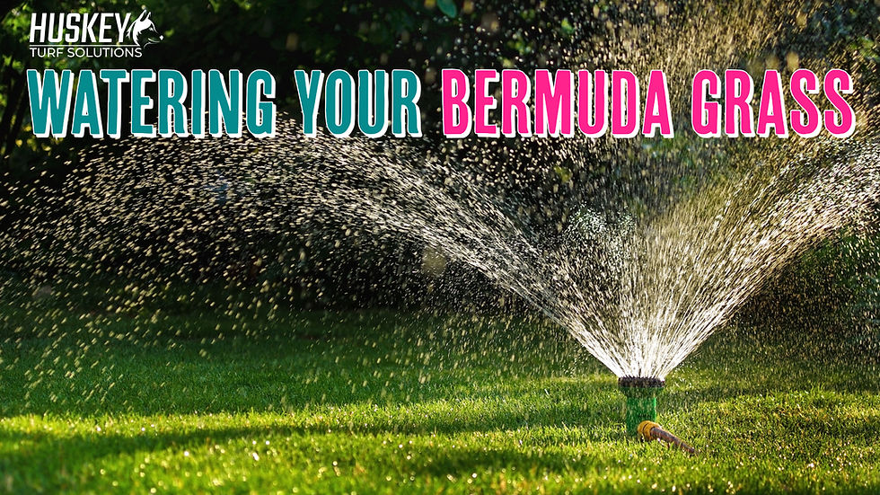 Sprinkler watering grass.