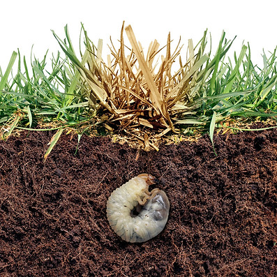 illustration of grub