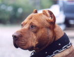 www.arizonaredrockapbt.com