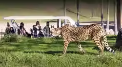 cart_safari_hero