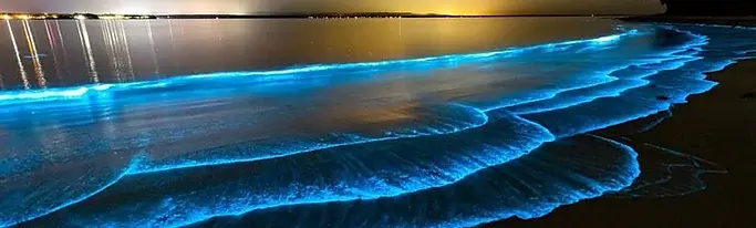 TOUR DE BIOLUMINISCENCIA
