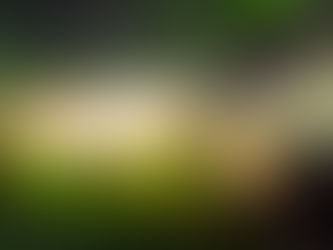 Psilocibin: od magije do medicine