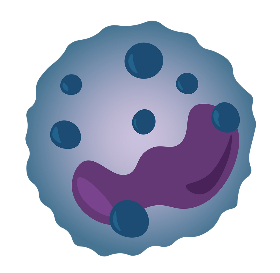 bazofilni granulocit