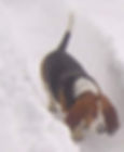 Dog License 