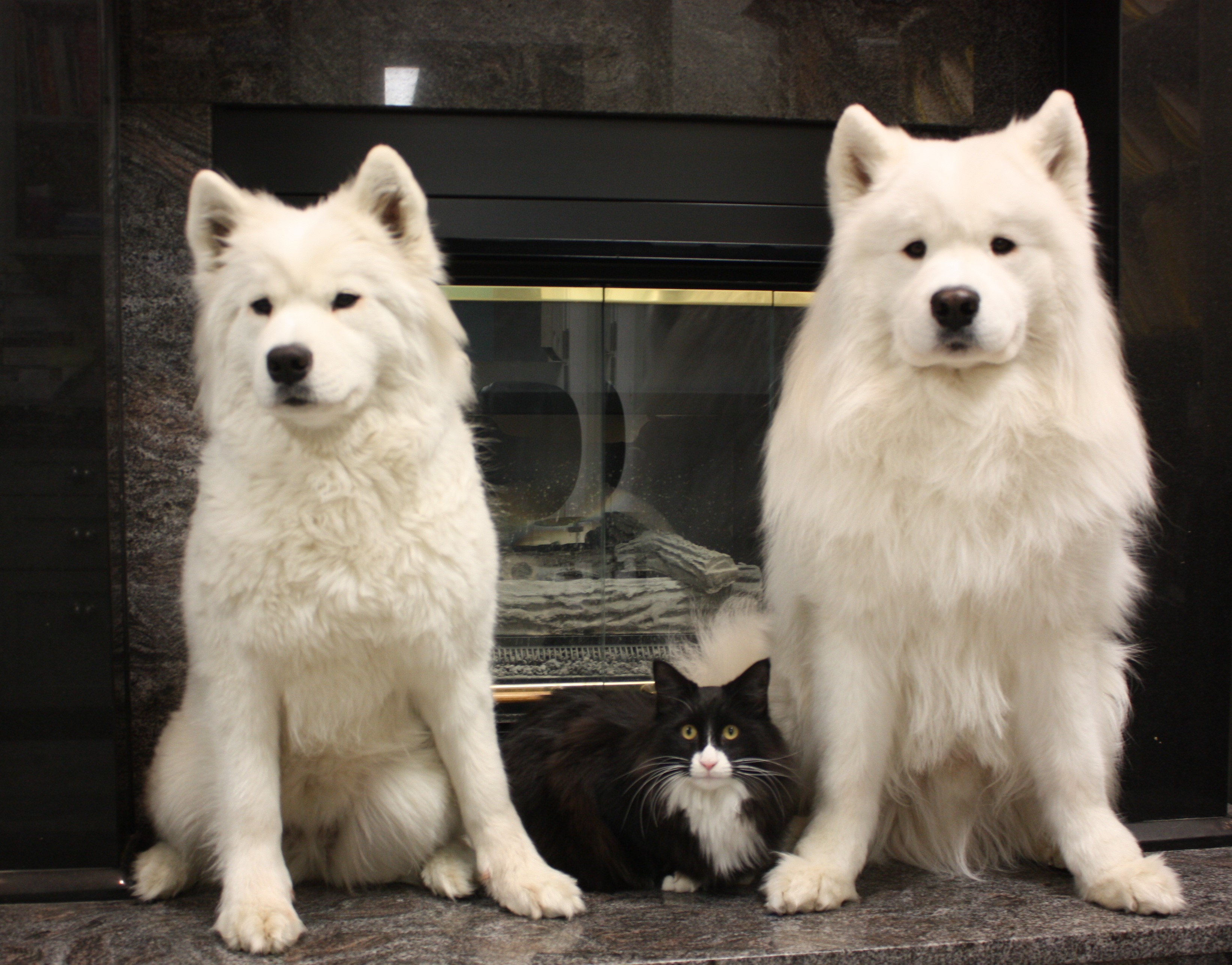 Danby, Nitro, and Kodiak