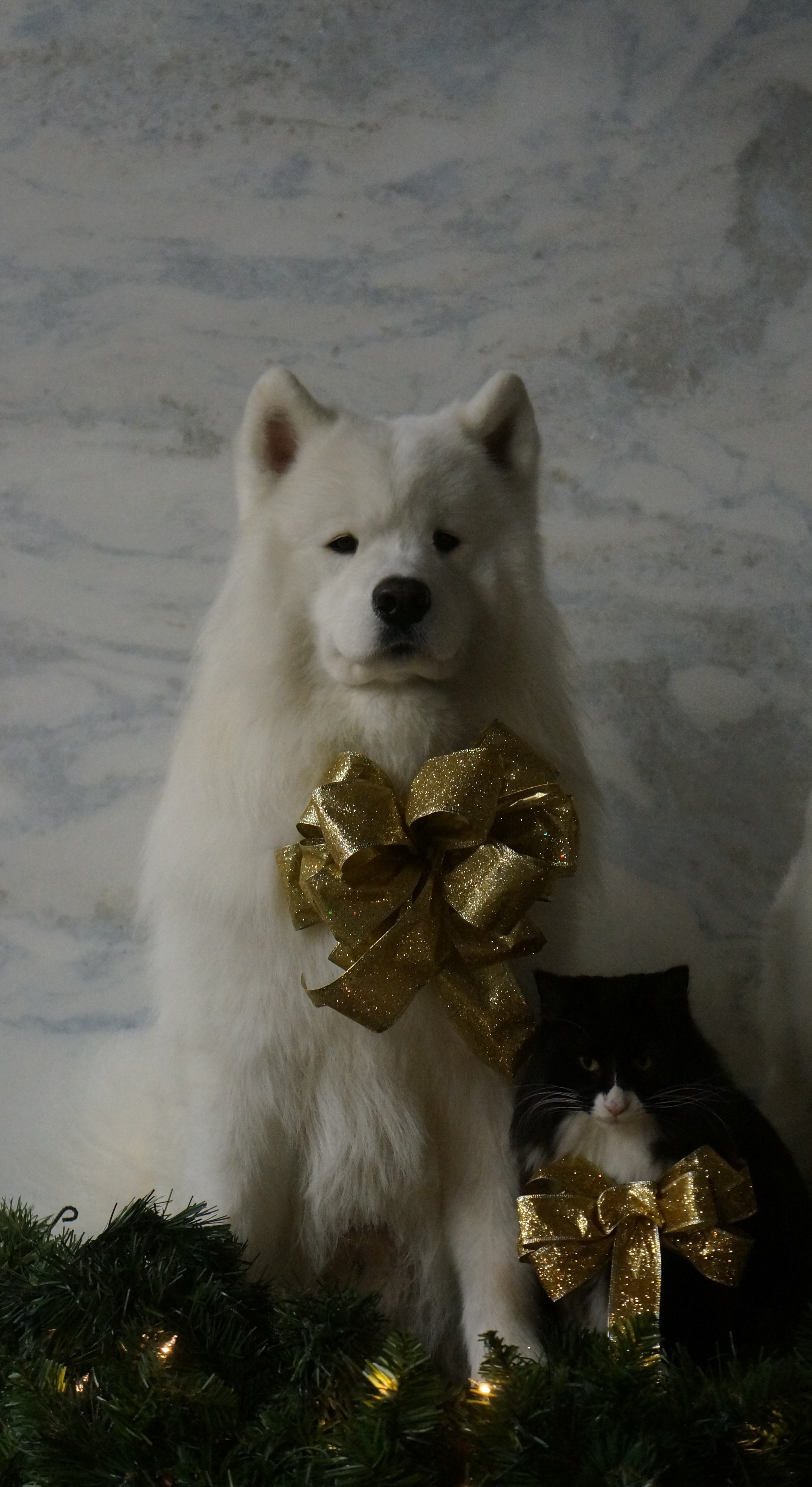 Kodiak and Nitro