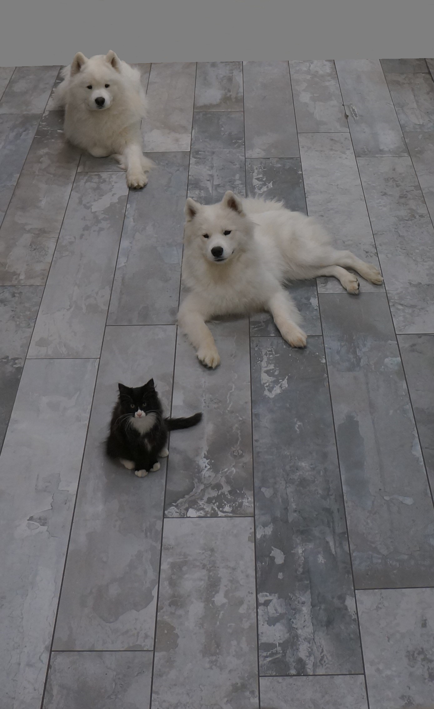 Artistic Tile Loft Porcelain