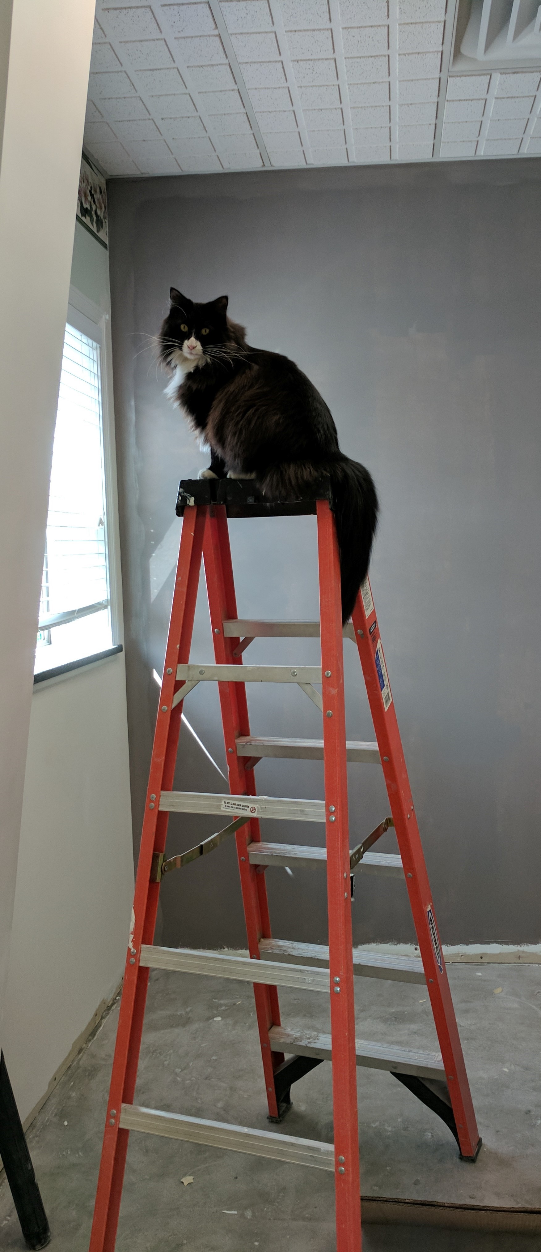 Nitro