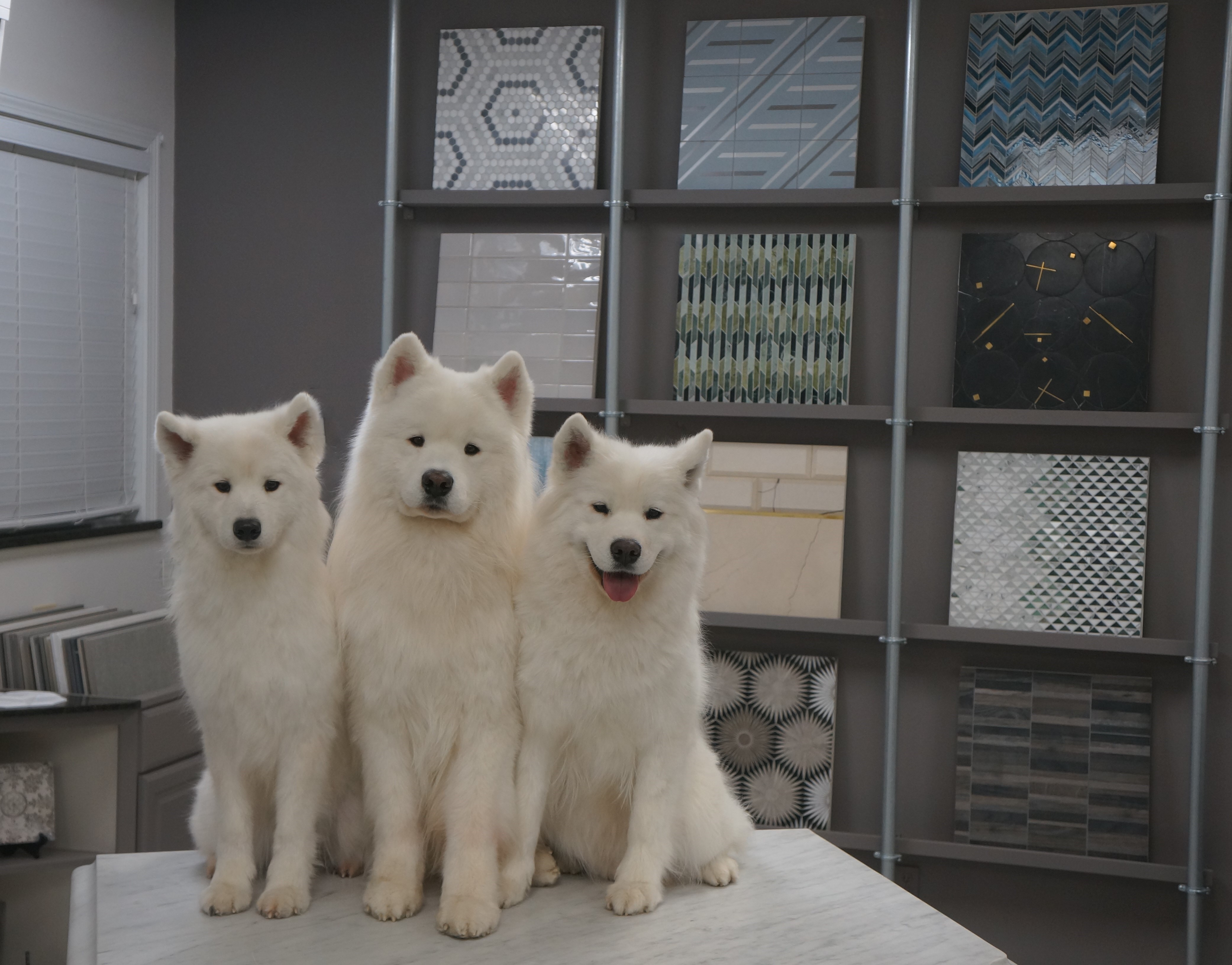 Cinder Grey, Kodiak, and Danby