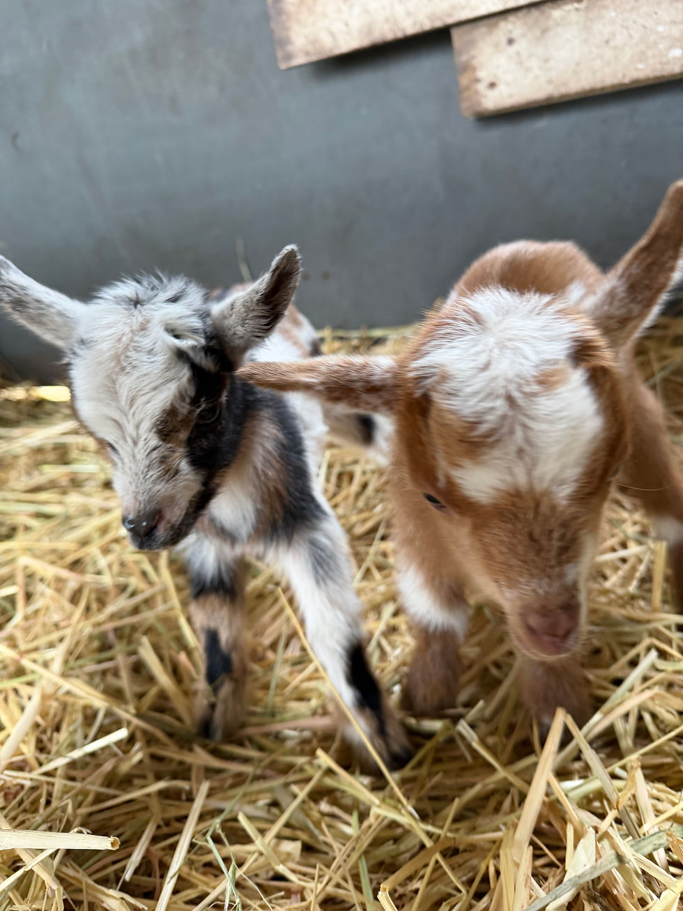 Mornings at the Barn: Baby Goat Yoga and Mimosas - August 15th