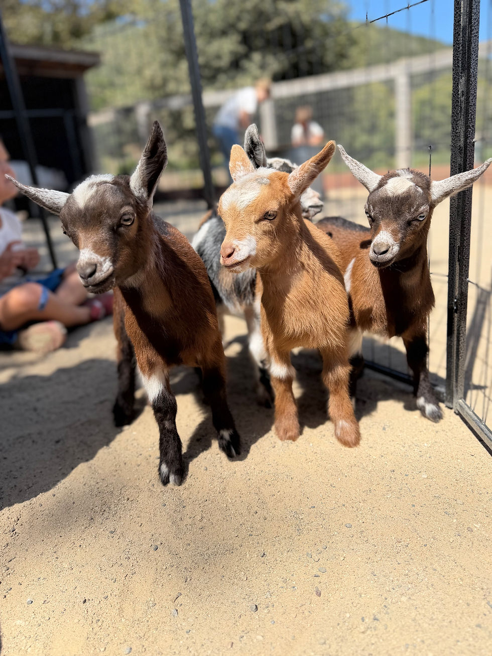 Mornings at the Barn: Baby Goat Yoga and Mimosas - August 8th