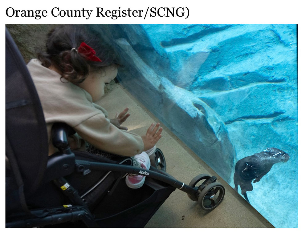 OCの新聞に出ましたー。