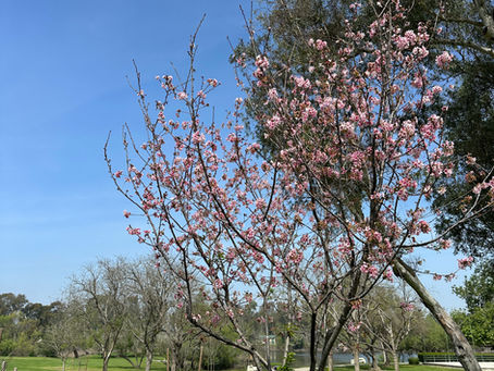 OCの桜はまだ5分咲き。