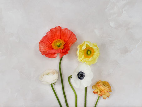 Farm Updates & New Offerings for the Upcoming Season