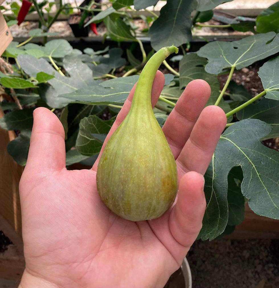 Thumbnail: Olympian Fig Tree