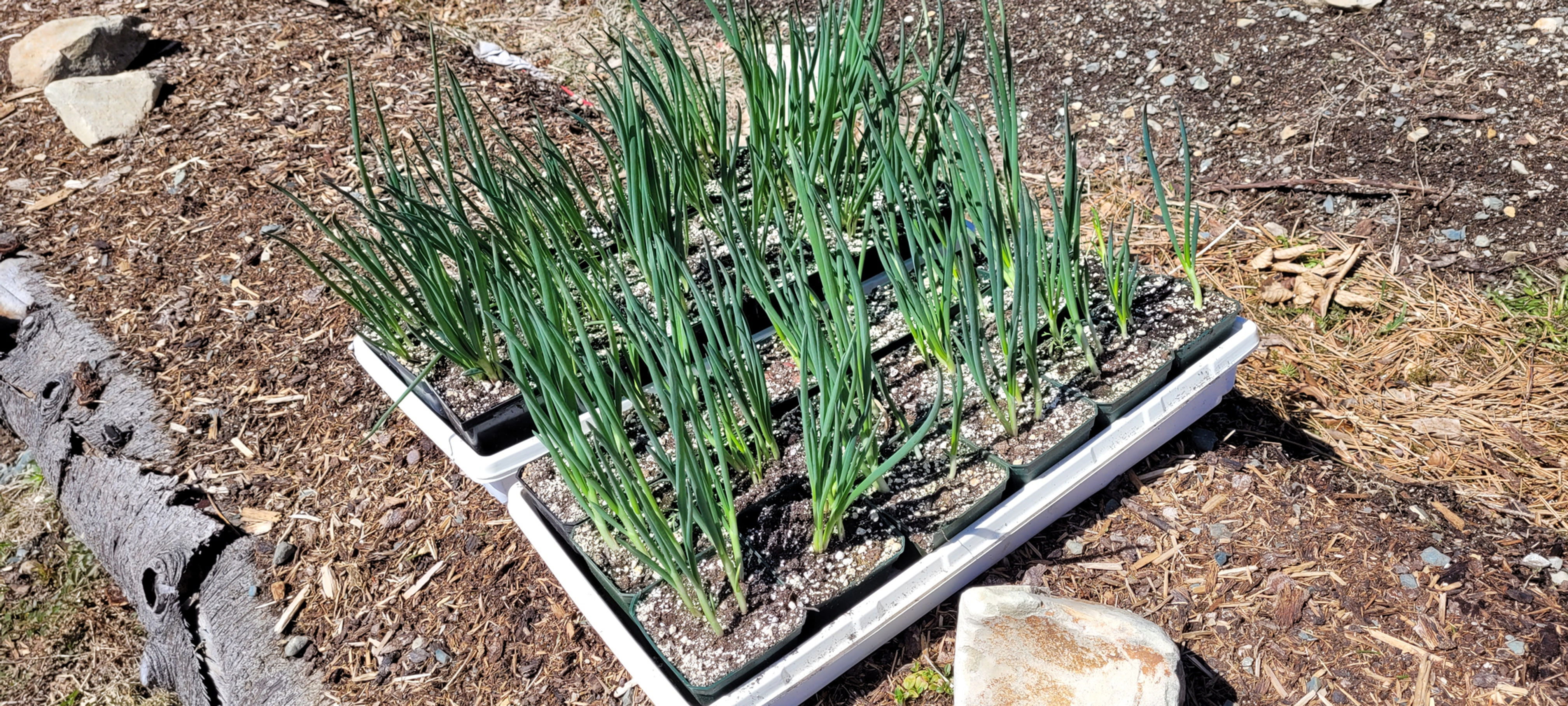 Egyptian Walking Onion Transplants - Pre Sale