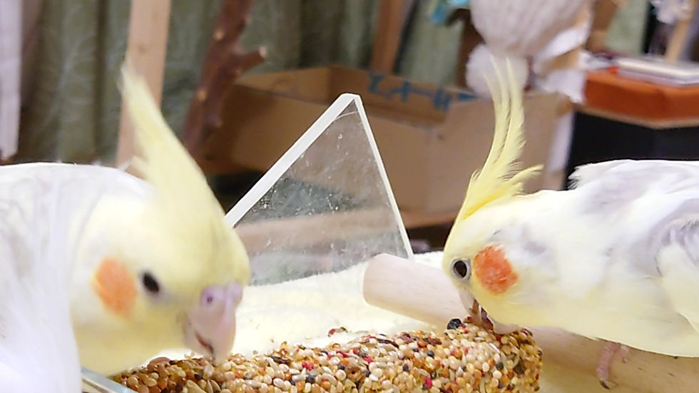 サムネイル： ベーセルラガスティックス