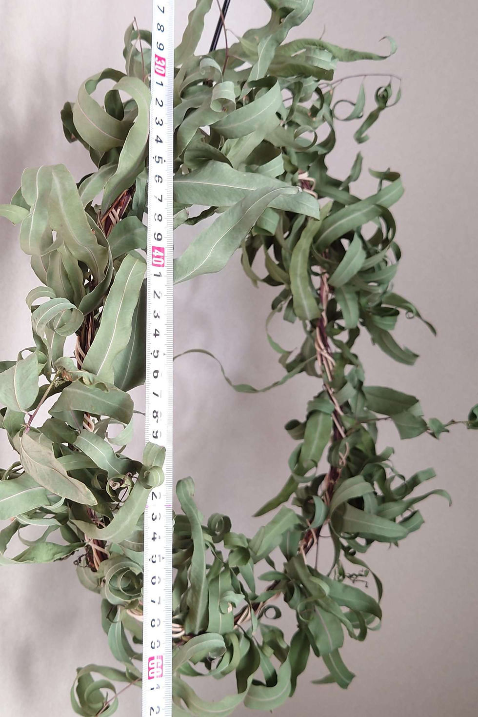 サムネイル： ユーカリリース