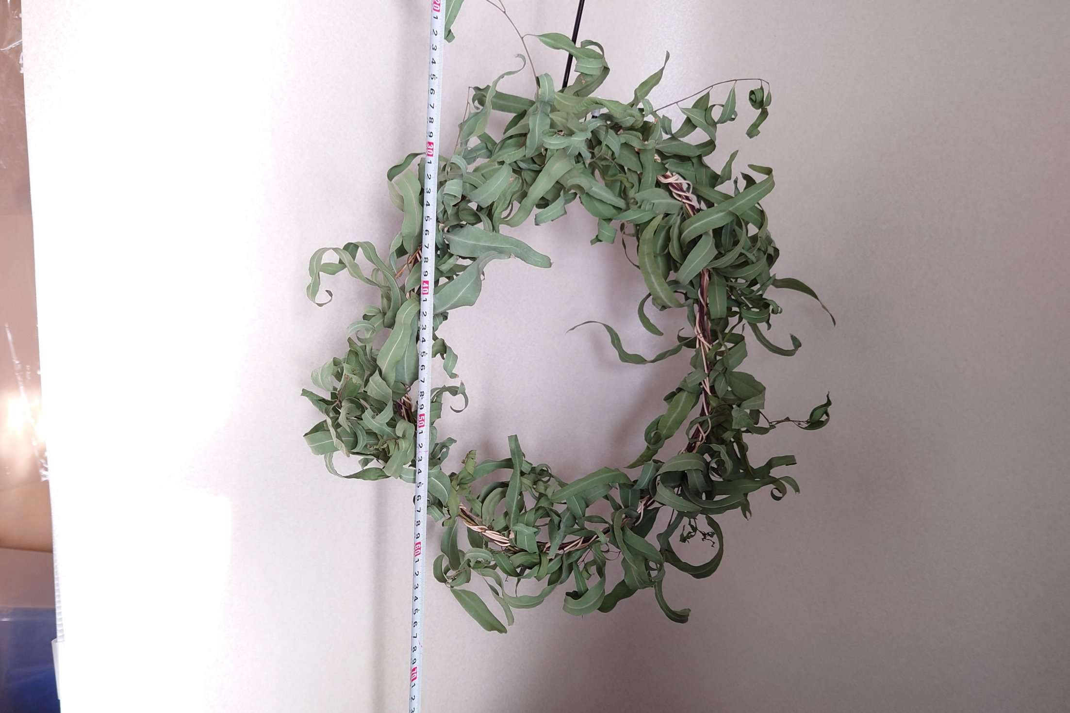 ユーカリリース