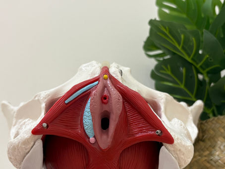 Bienvenidos al blog de PelvicoCare: Cuidando tu suelo pélvico desde la base