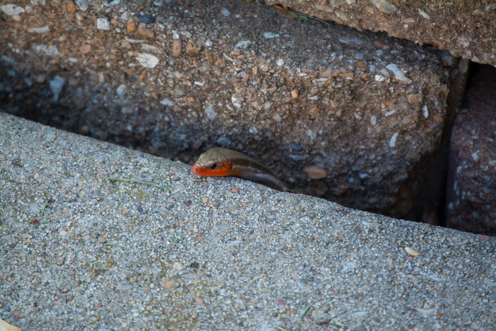 samuelspringer_lizard