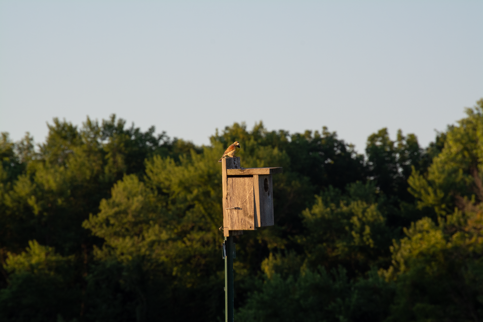 samuelspringer_birdbox