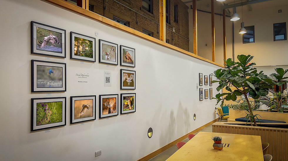 David Robertshaw Photography - Harmony In Nature Exhibition - Elsie Whiteley Innovation Centre