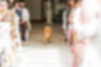 Wedding dog coming down the isle with wedding rings