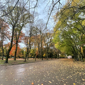 Ritmo d'Autunno: Viaggi, Studio, e Conessioni