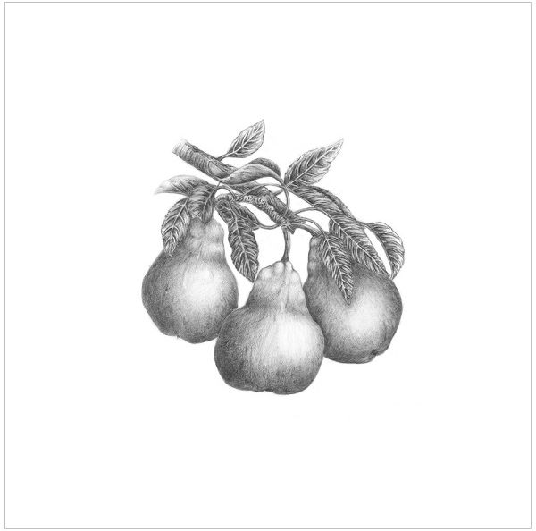 Pears-ws 600x600WEB-SIZE.jpg