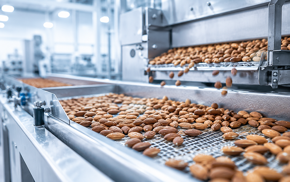 Almonds on a food processing conveyor belt.
