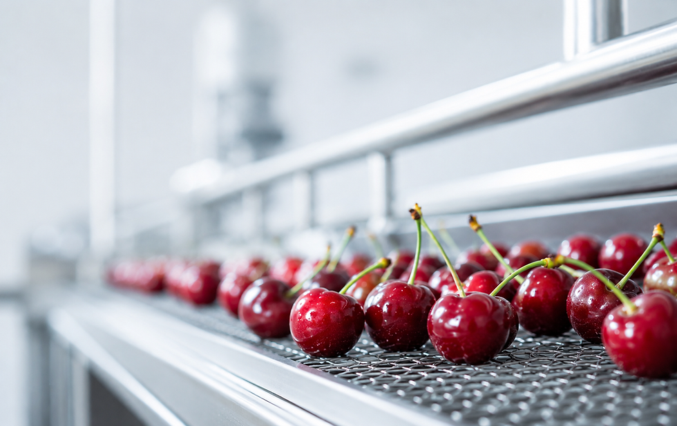 Fresh red cherries on a food processing conveyor line.