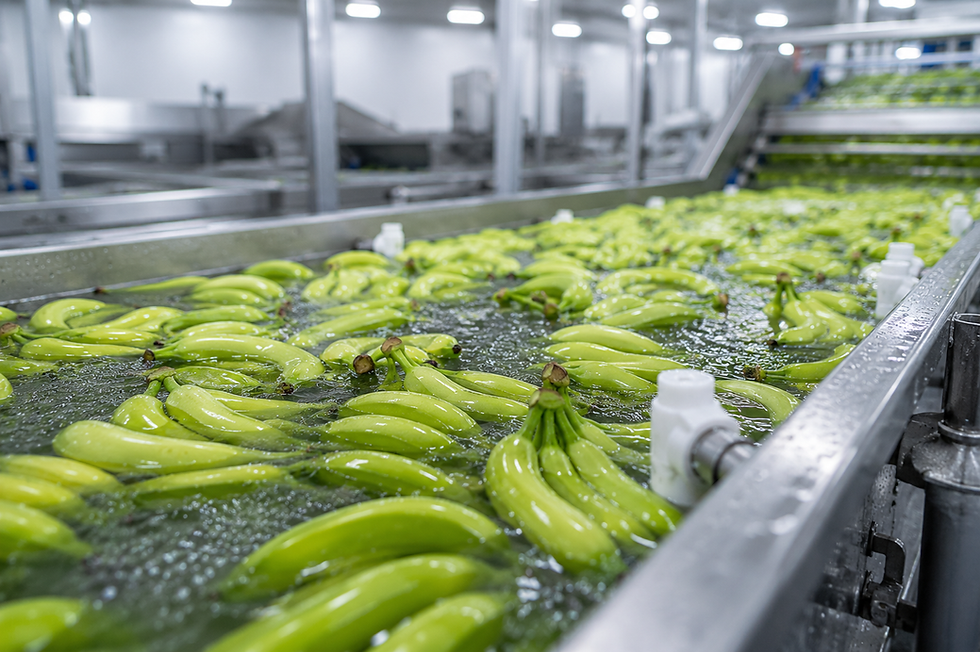 Washing green bananas in a food processing facility