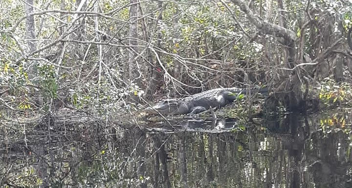 Just another adventure day with Amelia Island Adventures!