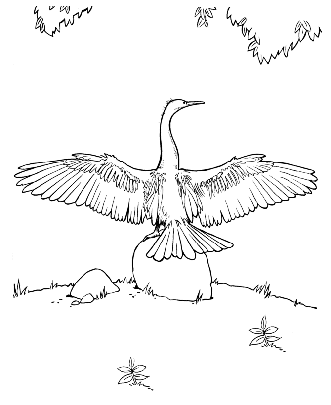 Anhinga Coloring Page