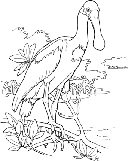 roseate spoonbill coloing page