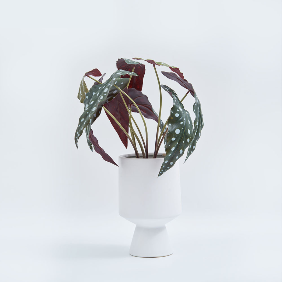 HOOGA Faux Botanical 04POTE116 Sonerila